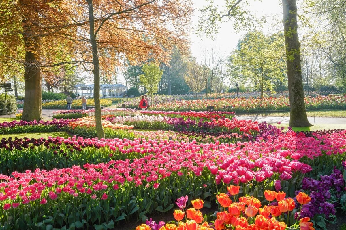 Colourful tulip beds along a path at Keukenhof