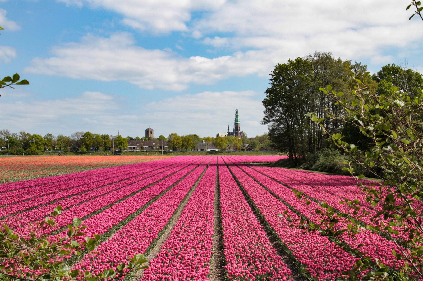 A field of pink tulips in the Dutch bulb region